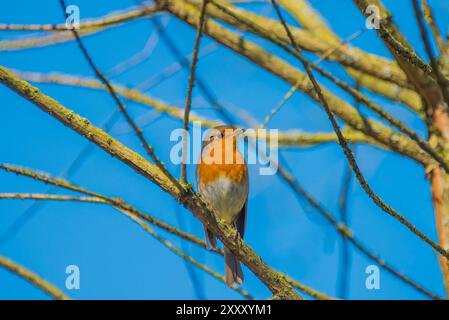 Europäischer rotkehlchen (Erithacus rubecula) sitzt im Frühling auf einem Zweig mit blauem Himmel im Hintergrund Stockfoto