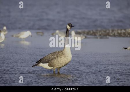 Die Kanadagans (Branta canadensis) am Ufer des Michigansees Stockfoto