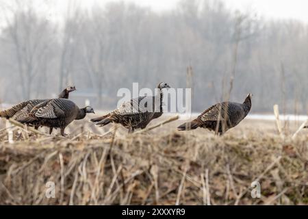 Wilder truthahn. Männliche wilde Truthühner zeigen sich für Weibchen, indem sie ihre Federn auspucken, ihre Schwänze ausbreiten und ihre Flügel ziehen Stockfoto