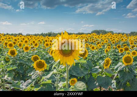 Blühende Sonnenblumen im Sonnenblumenfeld im Spätsommer Stockfoto