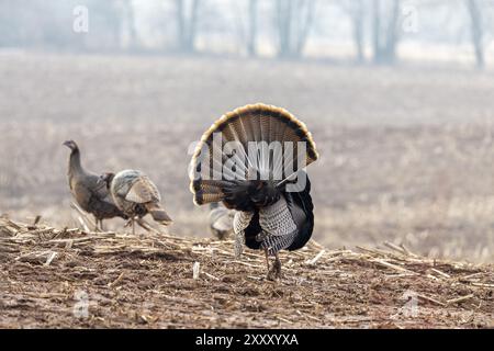 Wilder truthahn. Männliche wilde Truthühner zeigen sich für Weibchen, indem sie ihre Federn auspucken, ihre Schwänze ausbreiten und ihre Flügel ziehen Stockfoto