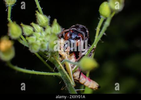 Makrofoto der Vorderseite von Wasp in hoher Detailtiefe. Schwarze Wespen jagen Grashüpfer in Nahaufnahme. Schwarze Wespen fressen ihre Beute in High Detail Stockfoto