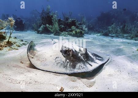 Südstachelrochen (Hypanus americanus) Südstachelrochenarten mit giftigem Stachel im Westatlantik liegen auf dem Sandboden in der Karibik Stockfoto