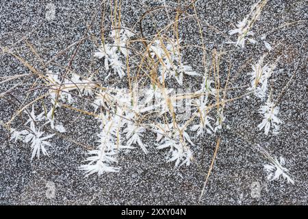 Reimbedecktes Schilf im Eis, Norrbotten, Lappland, Schweden, Oktober 2014, Europa Stockfoto