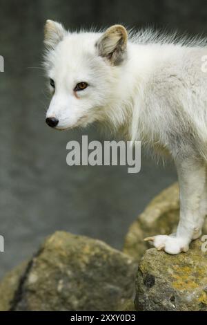 Junger Polarfuchs oder auch Eisfuchs genannt Stockfoto
