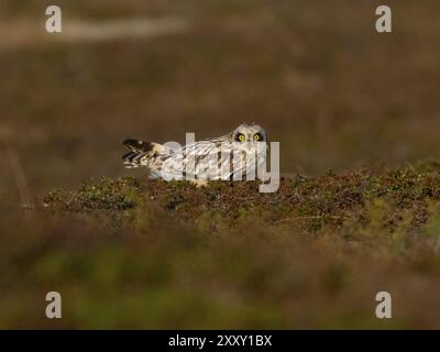 Kurzohr-Eulen (Asio flammeus), die auf dem Boden in der Tundra sitzen, May, Varanger National Park, Varanger Fjord, Norwegen, Europa Stockfoto