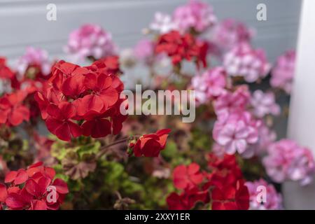 Rosafarbene und rote Mohnblumen im Sommer im Garten Stockfoto