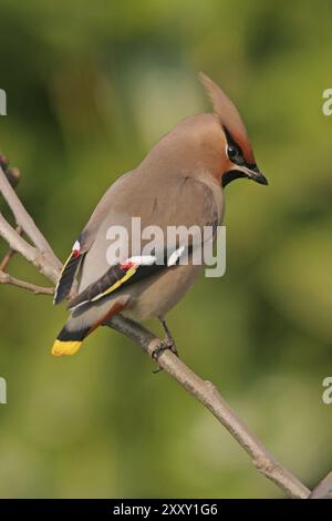 Böhmische Wachsflügel (Bombycilla garrulus), ja, Landkreis Bad Duerkheim, Rheinland-Pfalz, Bundesrepublik Deutschland Stockfoto