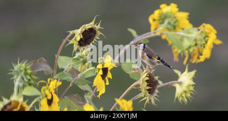 Goldfinch sitzt auf einer alten Sonnenblume mit Samen zwischen blühenden Sonnenblumen vor einem verschwommenen grünen Hintergrund Stockfoto