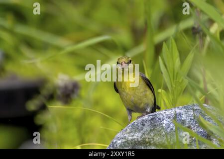 Juveniler amerikanischer Goldfink (Spinus tristis) auf einem Stein Stockfoto