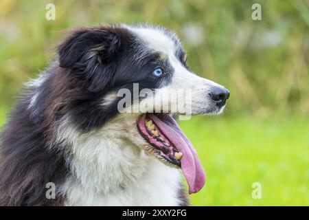 Schließen Sie die Leiter der Border Collie Hund in der Natur Stockfoto