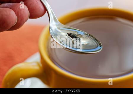 Achtung, Fliege in der Tasse. Eine Fliege ist im Tee gelandet und wird mit dem Löffel gerettet. München Bayern Deutschland *** Achtung , Fliege in der Tasse Eine Fliege ist im Tee gelandet und wird mit einem Löffel gerettet München Bayern Deutschland Copyright: XRolfxPossx Stockfoto