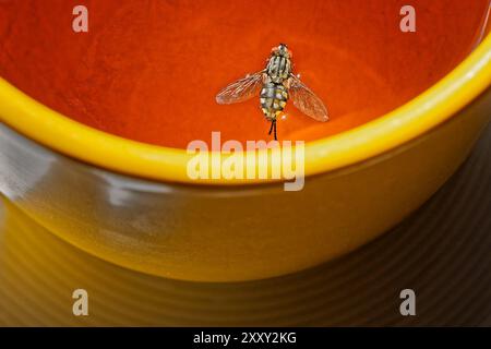 Achtung, Fliege in der Tasse. Eine Fliege ist im Tee gelandet. München Bayern Deutschland *** Achtung , Fliege im Becher Eine Fliege ist im Tee gelandet München Bayern Deutschland Copyright: XRolfxPossx Stockfoto