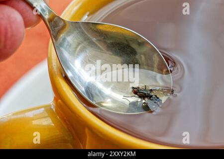 Achtung, Fliege in der Tasse. Eine Fliege ist im Tee gelandet und wird mit dem Löffel gerettet. München Bayern Deutschland *** Achtung , Fliege in der Tasse Eine Fliege ist im Tee gelandet und wird mit einem Löffel gerettet München Bayern Deutschland Copyright: XRolfxPossx Stockfoto