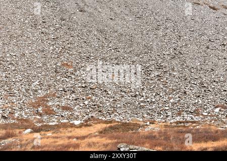 Eine Verstreuung kleiner Steine an einem steilen Hang eines hohen Berges in der Nähe einer mit rotem Moos bewachsenen und mit dem ersten Schnee besprenkelten Rodung. Sailyugems Stockfoto