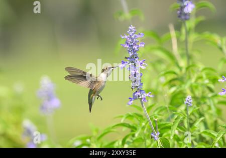 Der Kolibri mit Rubinkehle bekommt Nektar von einer violetten Salbeiblume in einem sonnigen Sommergarten Stockfoto