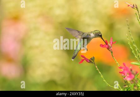 Rubinkehlkopf, der sich von einer hellroten Salviblume in einem hellen Sommergarten ernährt; mit Kopierraum Stockfoto