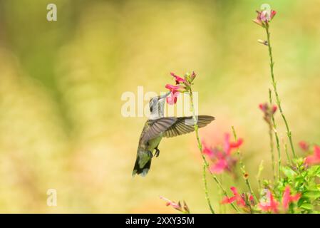 Junger männlicher, rubinhaltiger Humminvogel im Flug, der sich von einer scharlachroten Salbei-Blume ernährt Stockfoto