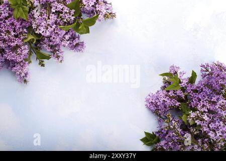 Feder lila Blumen auf Hellblau konkreten Hintergrund, flach mit Kopie Raum Stockfoto