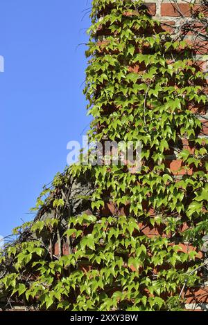 Efeu an der Wand von der Kathedrale von Koenigsberg Stockfoto