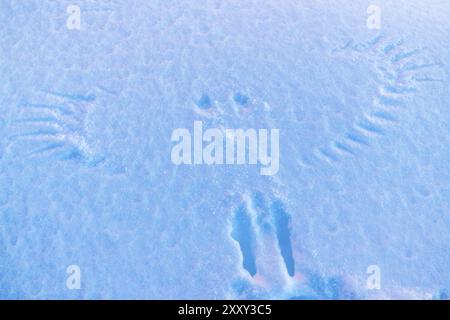 Vogelspuren im Schnee, Hasvik, Soeroeya, Finnmark, Norwegen, Februar 2019, Europa Stockfoto