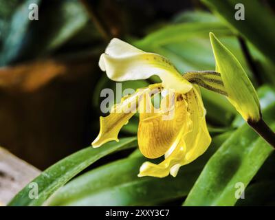 Nahaufnahme von einer schönen gelben Lady Slipper Orchidee Stockfoto