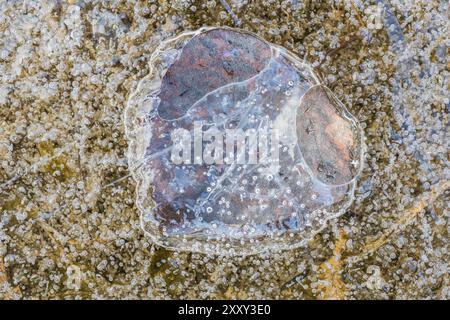 Birkenblatt im Eis, Muddus-Nationalpark, Laponia-Weltkulturerbe, Norrbotten, Lappland, Schweden, Oktober 2015, Europa Stockfoto