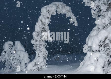 Schneefall in einer schneebedeckten Landschaft, Muddus-Nationalpark, Laponia-Weltkulturerbe, Norrbotten, Lappland, Schweden, Dezember 2012, Europa Stockfoto