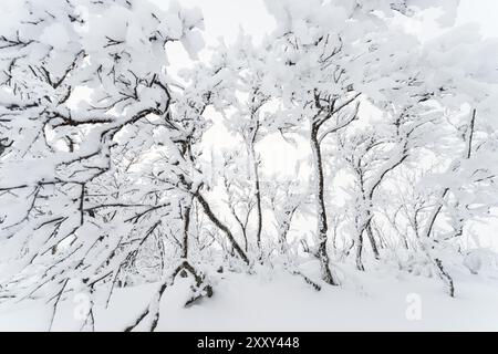 Mit Raufrost bedeckte Bergbirken, Naturschutzgebiet Dundret, Gaellivare, Lappland, Schweden, Oktober 2013, Europa Stockfoto