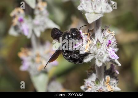 Violette Tischlerbiene, Xylocopa violacea, violette Tischlerbiene Stockfoto