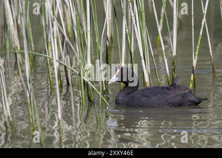 Kammblaesshuhn, Fulica cristata, Haubenkot Stockfoto