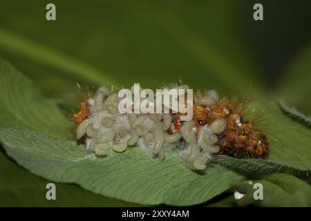 Raupe von Dock Bark Ewl, Acronicta rumicis, raupe von Knotengras Stockfoto