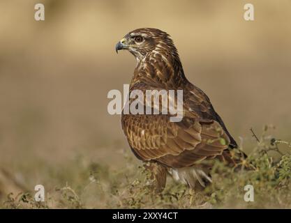 Steppenbussard (Buteo buteo), Porträt, Katalonien, Pyrenäen, Spanien, Europa Stockfoto