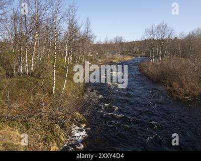 Fluss fließt durch haarige Birkenwälder (Betula pubescens), neben Pokka, Mai, Finnisch-Lappland Stockfoto