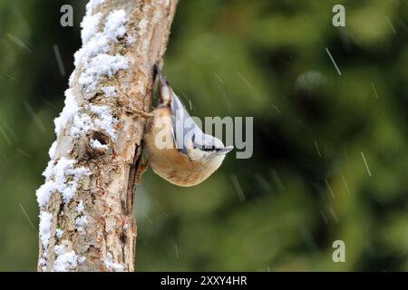 Nuthatch, Sitta Europa, Nuthatch, Europa, Mitteleuropa Stockfoto