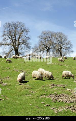 Eine Schafherde weidet auf Einem grünen Feld Stockfoto