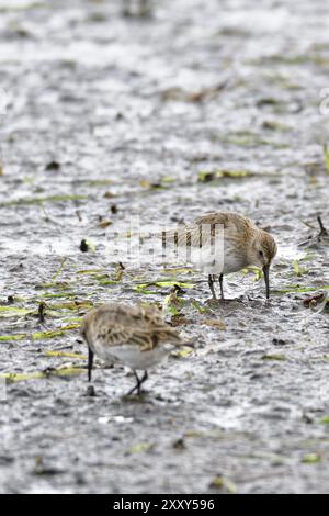 Dunlin sucht nach Essen Stockfoto