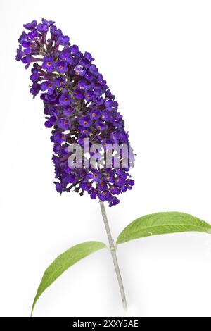 Schmetterlingsstrauch (Buddleja) Stockfoto