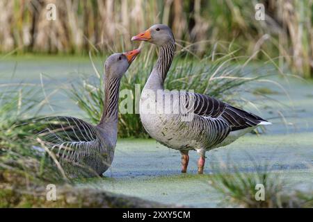 Graugänse im Frühjahr während der Paarung. Graugänse Familie im Frühling in einem Teich Stockfoto