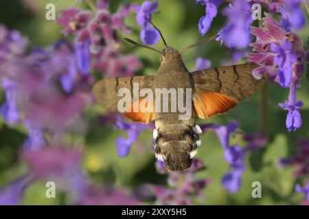 Taubenschwanz-Falke-Motte auf der Suche nach Nektar. Kolibri-Falkenmotte im Garten im Herbst Stockfoto