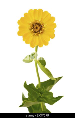 Gelbes Zinnia (Zinnia violacea), optional Stockfoto