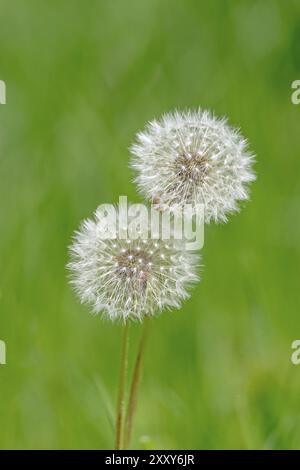 Blühen Sie vor einem weichen, verschwommenen grünen Hintergrund Stockfoto