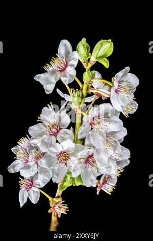 Nahaufnahme eines Mirabellen-Pflaumenzweigs mit Blüten, Knospen und Blättern Stockfoto