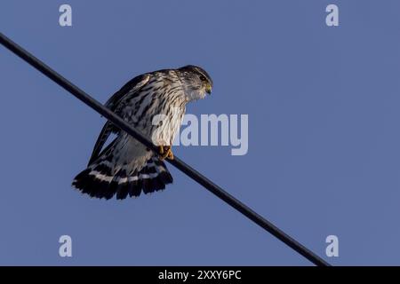 Der Merlin (Falco columbarius), Jungvogel. Ist eine kleine Falkenart. Naturszene aus Wisconsin. Kann Vögel fangen, die größer sind als sie selbst, aber hun Stockfoto