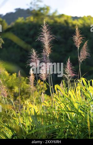 Blumen von Zuckerrohrbäumen und grünen Blättern auf Reunion Island Stockfoto