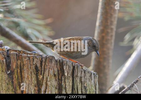 Dunnock (Prunella modularis), Sachsen, Oberlausitz Deutschland, Dunnock in Sachsen Stockfoto