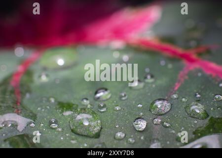 Makrofoto von Tau auf den Blättern. Tau tropft auf die Blätter nach Regen. Stockfoto