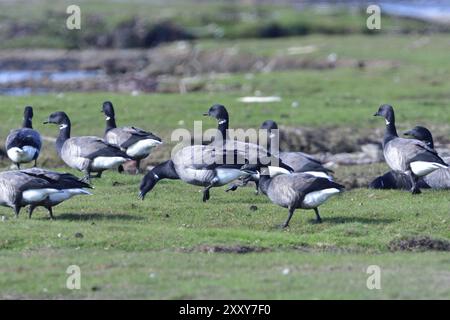 Brent-Gänse im Herbst in Schweden. Brant (Gans) im Herbst in schweden Stockfoto