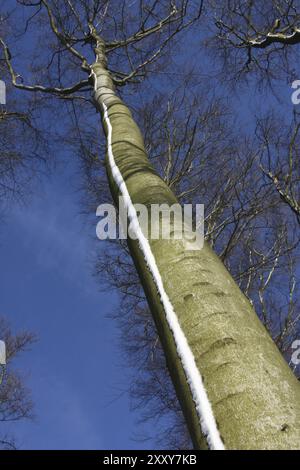 Schneestreifen auf einer Kupferbuche Stockfoto