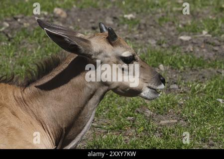 Eland Stockfoto